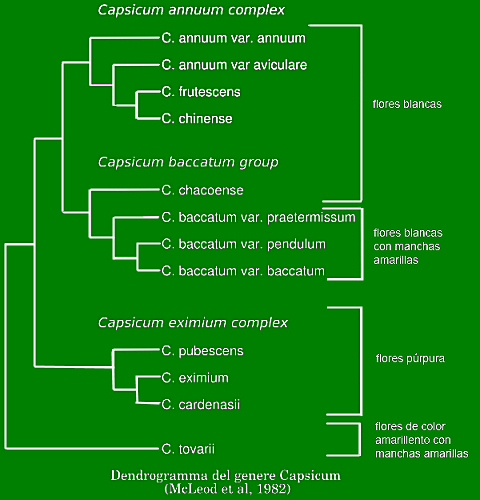 Dendrogramma