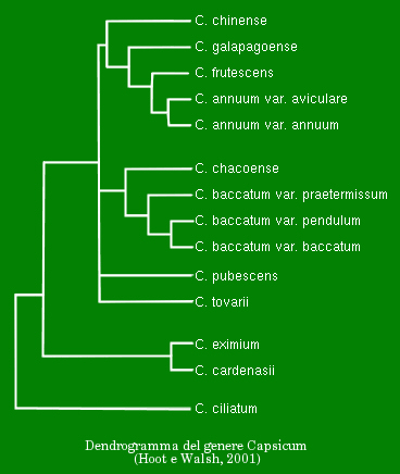 dendrogramma