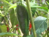 Jalapeno