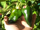 Poblano