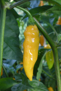 Datil