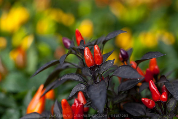 Explosive Ember bunte Chili mit schwarzen Blättern scharfe Zier-Chilli 