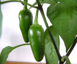 Jalapeño