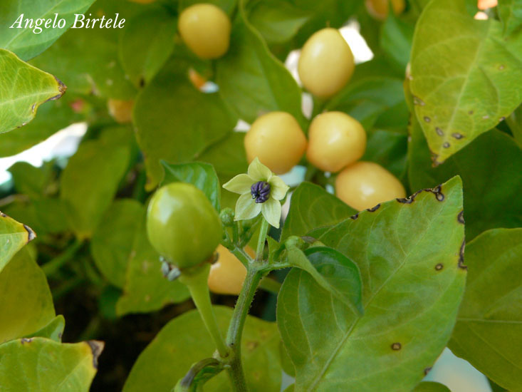 Capezzoli di Scimmia - Fatalii Seeds